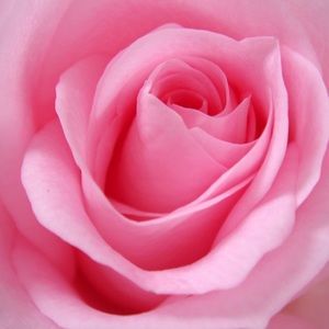 Meet your Posher, Kay